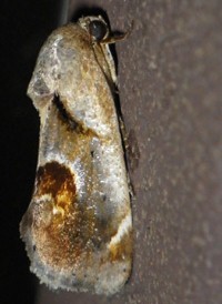 Curve-lined Bird-dropping Moth